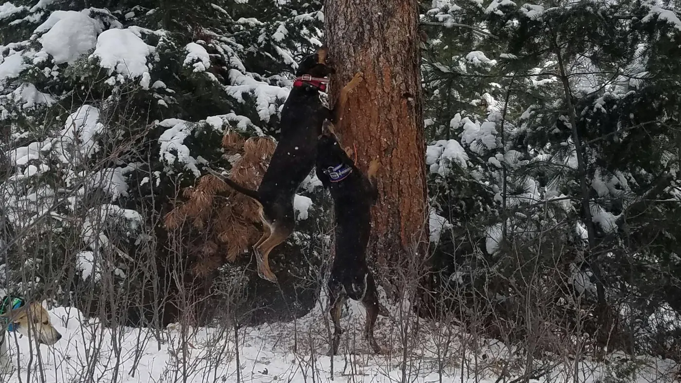 Bluetick hounds baying a treed animal in the snow