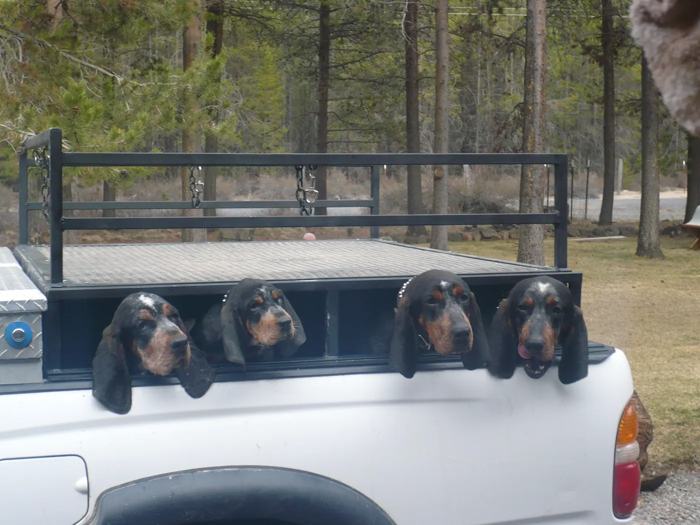 Four hounds on the truck box