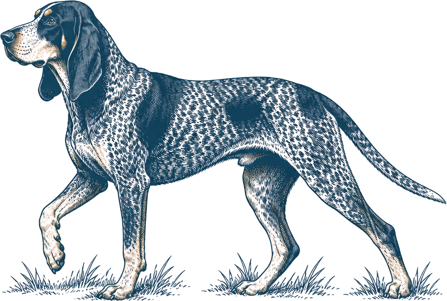 Illustration of a purebred Bluetick hound