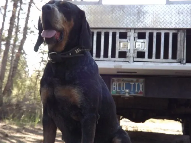 Phipps Bluetick photo 28