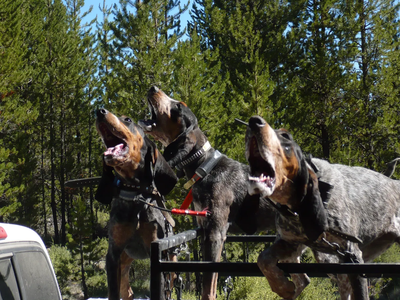 Three Bluetick hounds baying