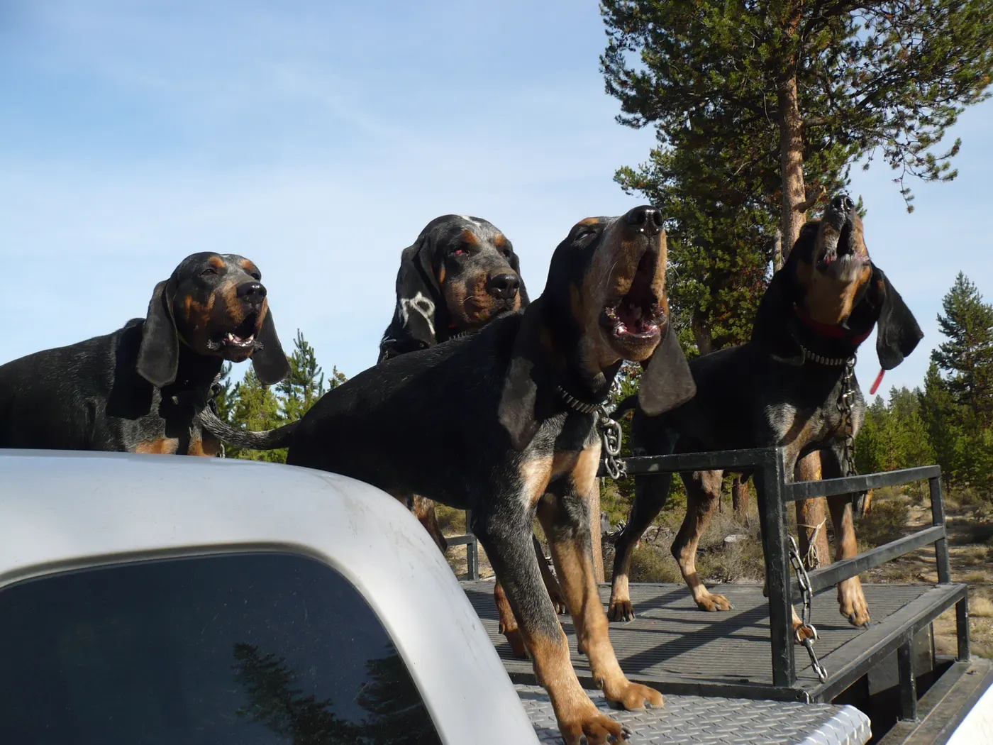 Phipps Bluetick photo 8