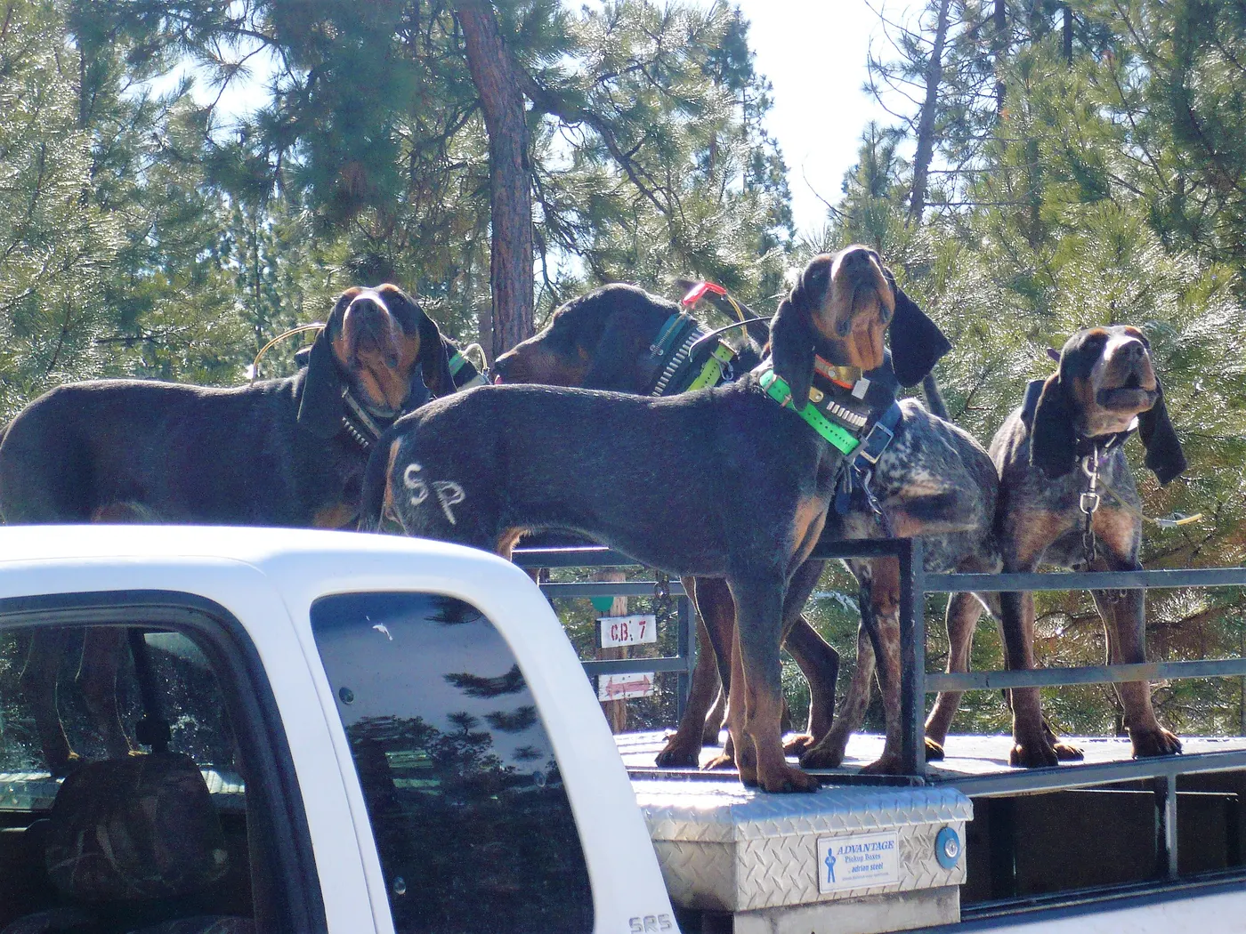 Hounds riding on the box