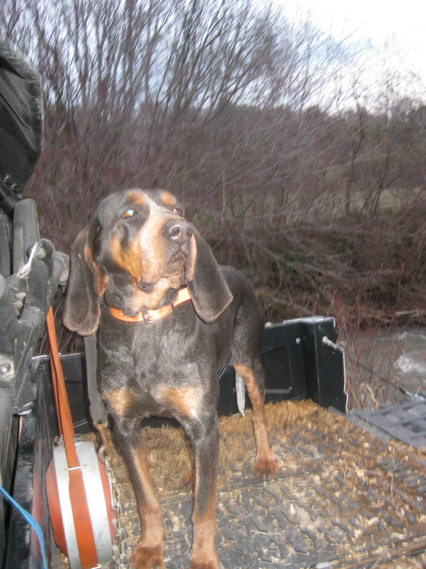 Phipps Bluetick photo 26