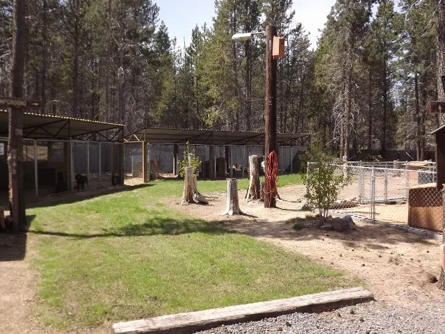 The kennel yard