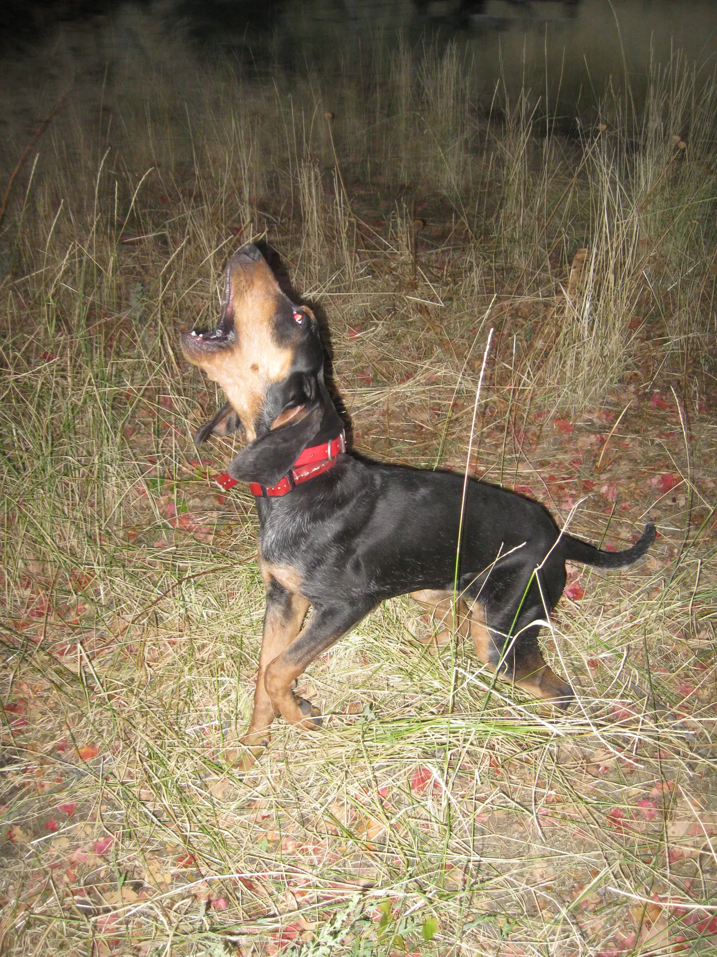 Bluetick hound baying on the track