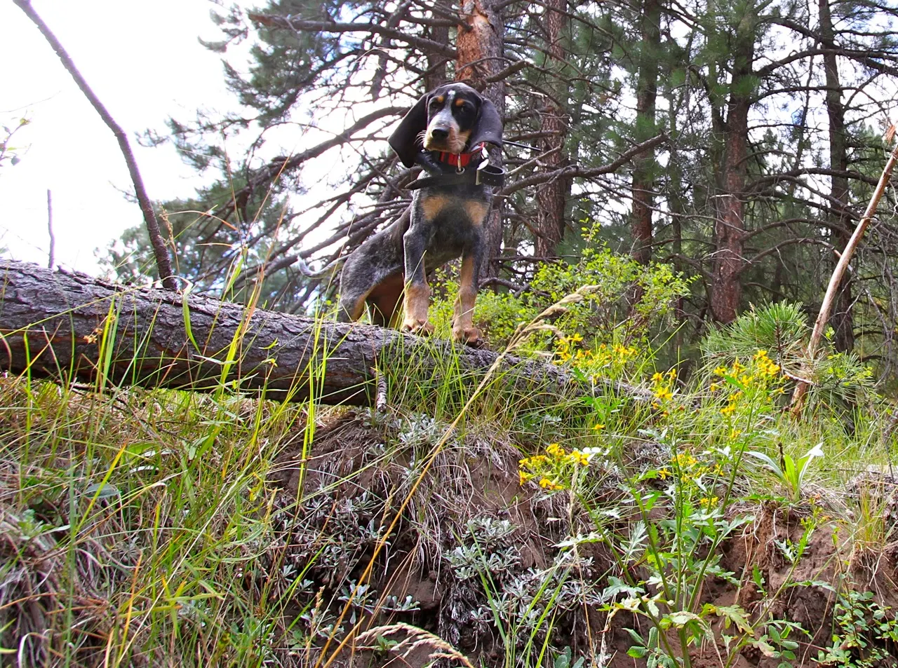 Phipps Bluetick photo 24