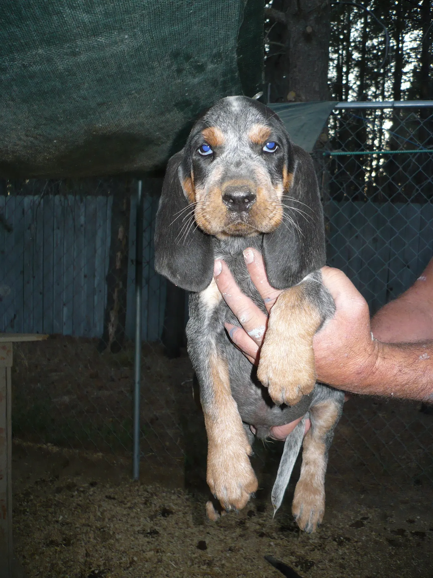 Iceberg, a Phipps Bluetick
