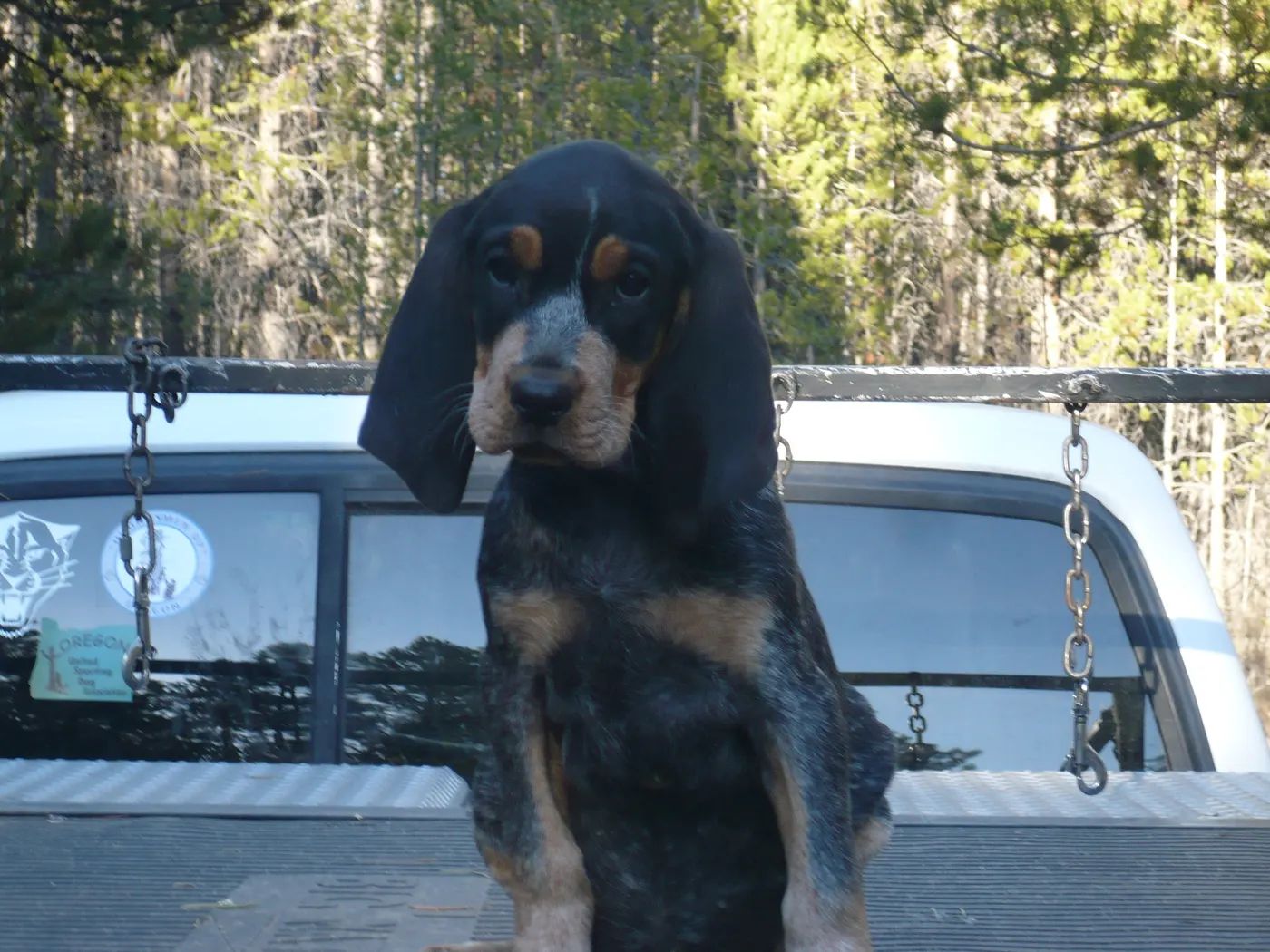 Snow, a Phipps Bluetick