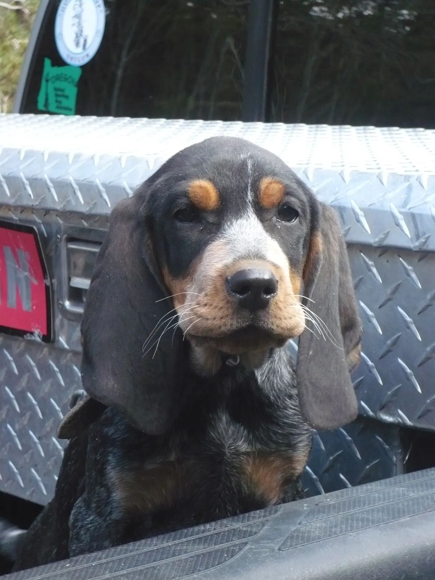 Avalanche, a Phipps Bluetick