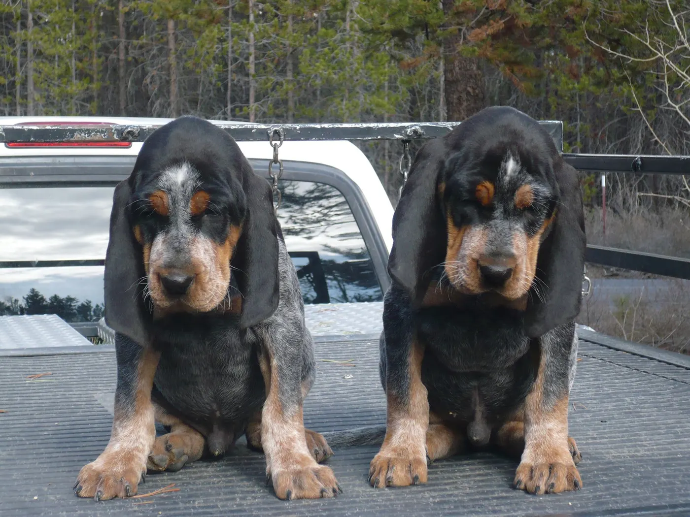 Phipps Bluetick photo 9