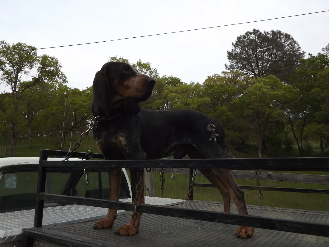 Phipps Bluetick photo 22