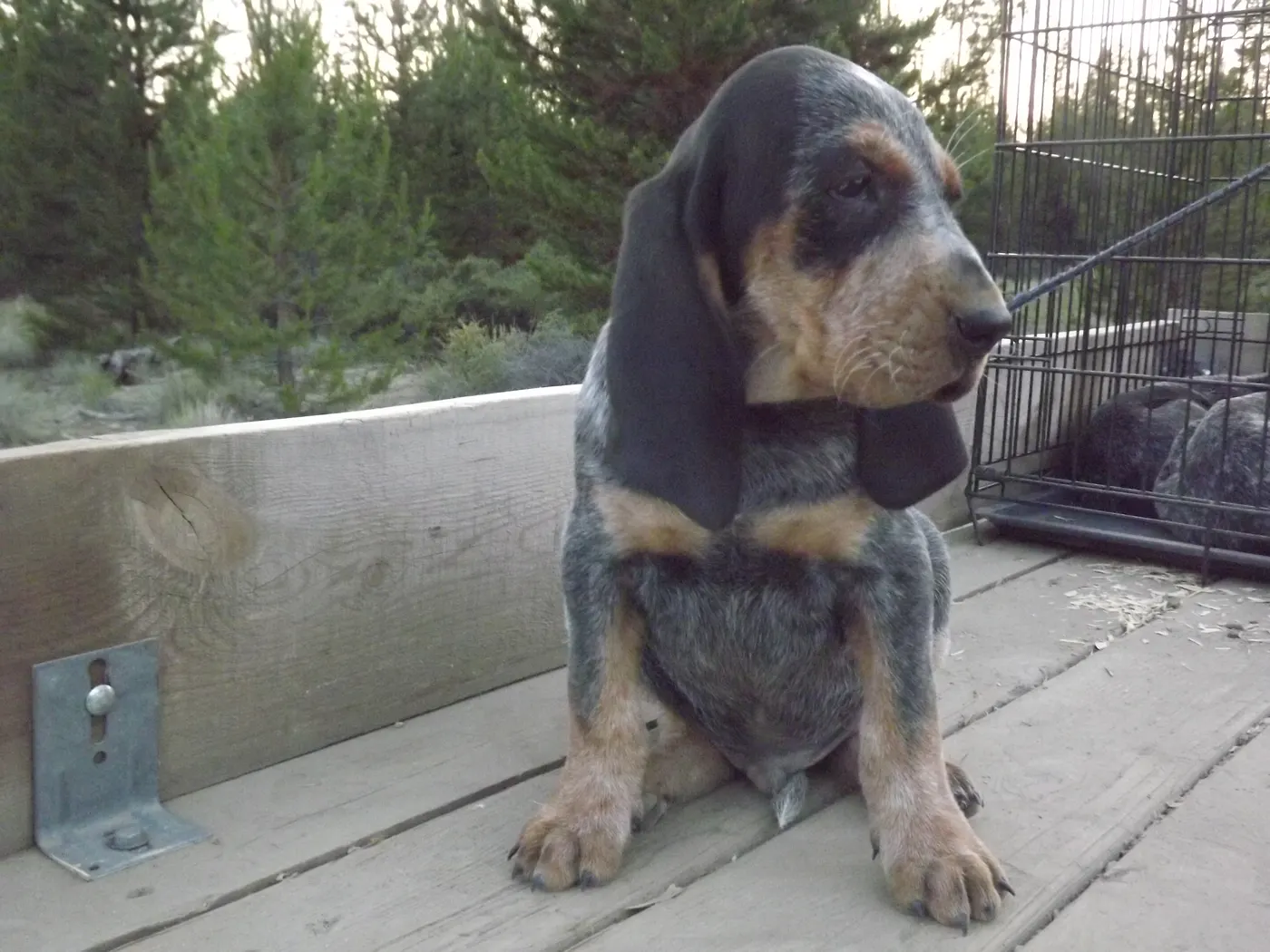 Phipps Bluetick photo 14