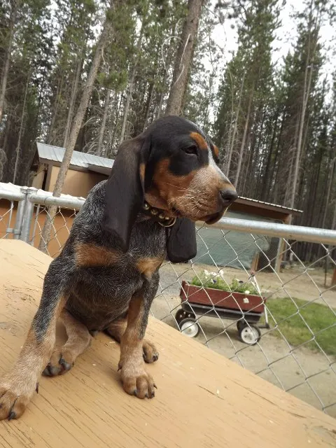 Phipps Bluetick photo 29