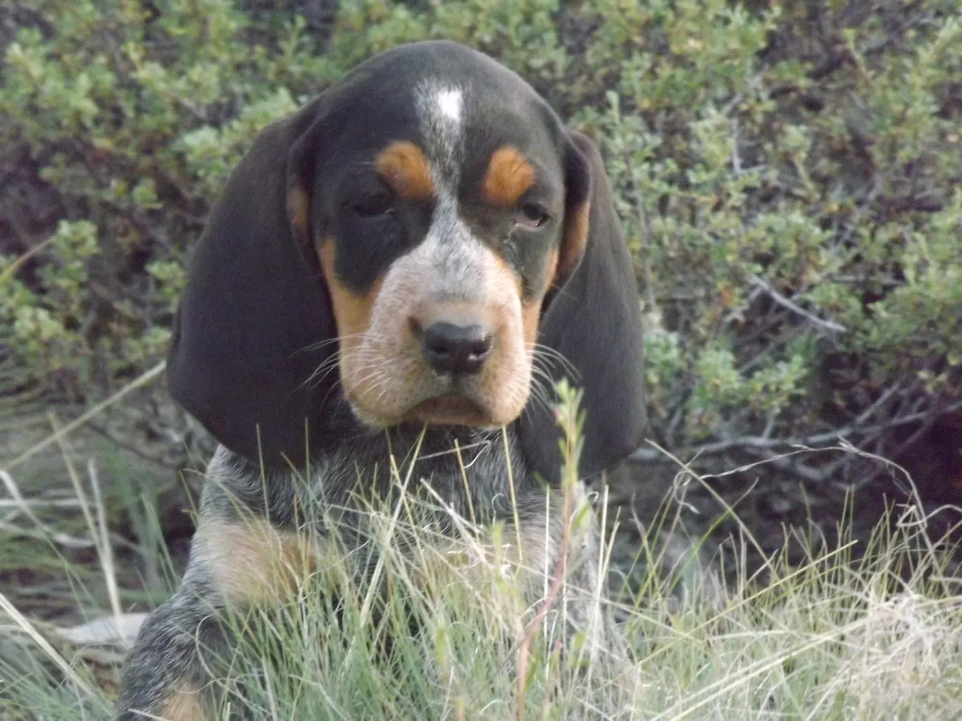 Bluetick pup portrait