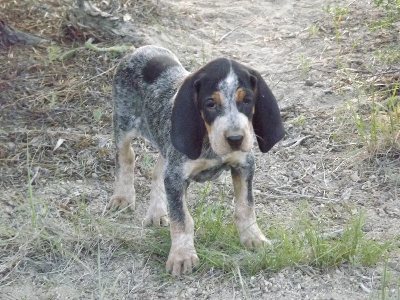 Phipps Bluetick photo 21
