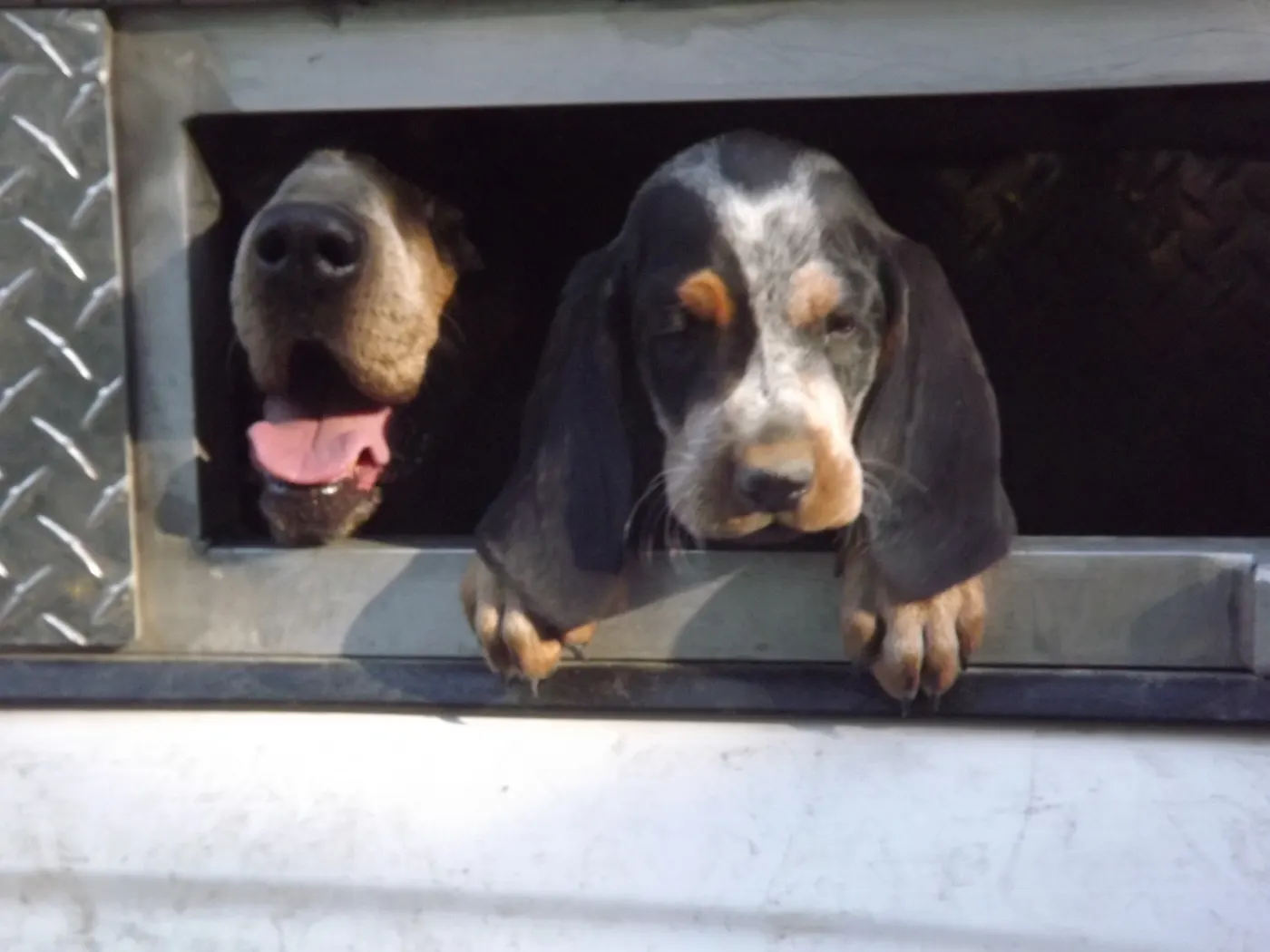 Phipps Bluetick photo 6