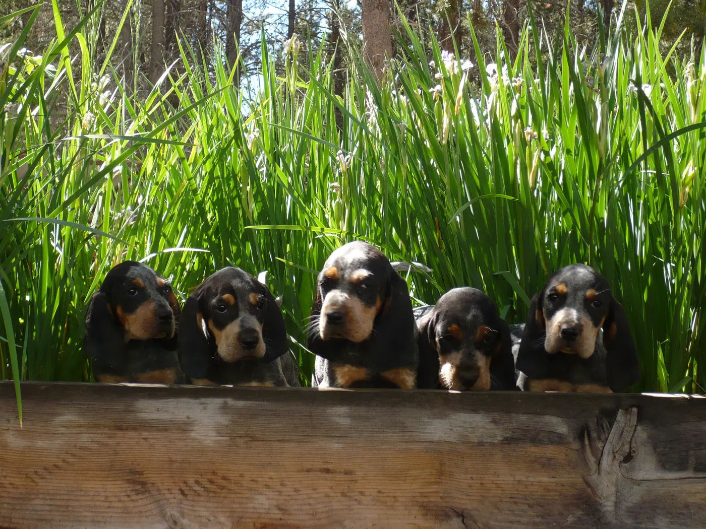 Litter of pups in the grass
