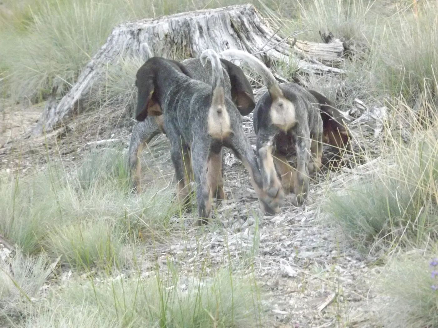 Phipps Bluetick photo 20