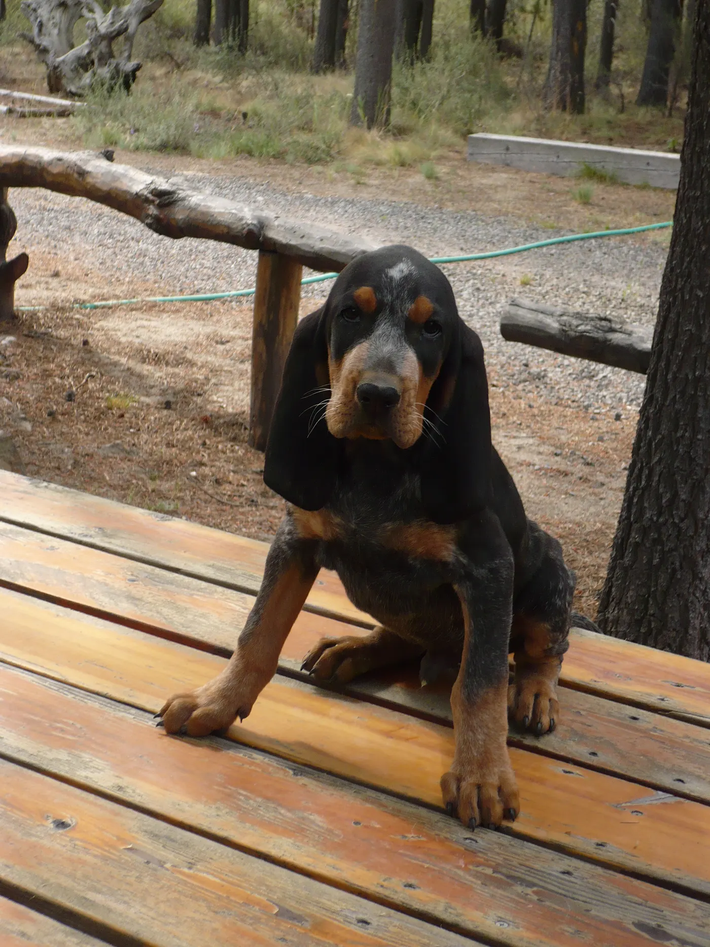 Winter, a Phipps Bluetick