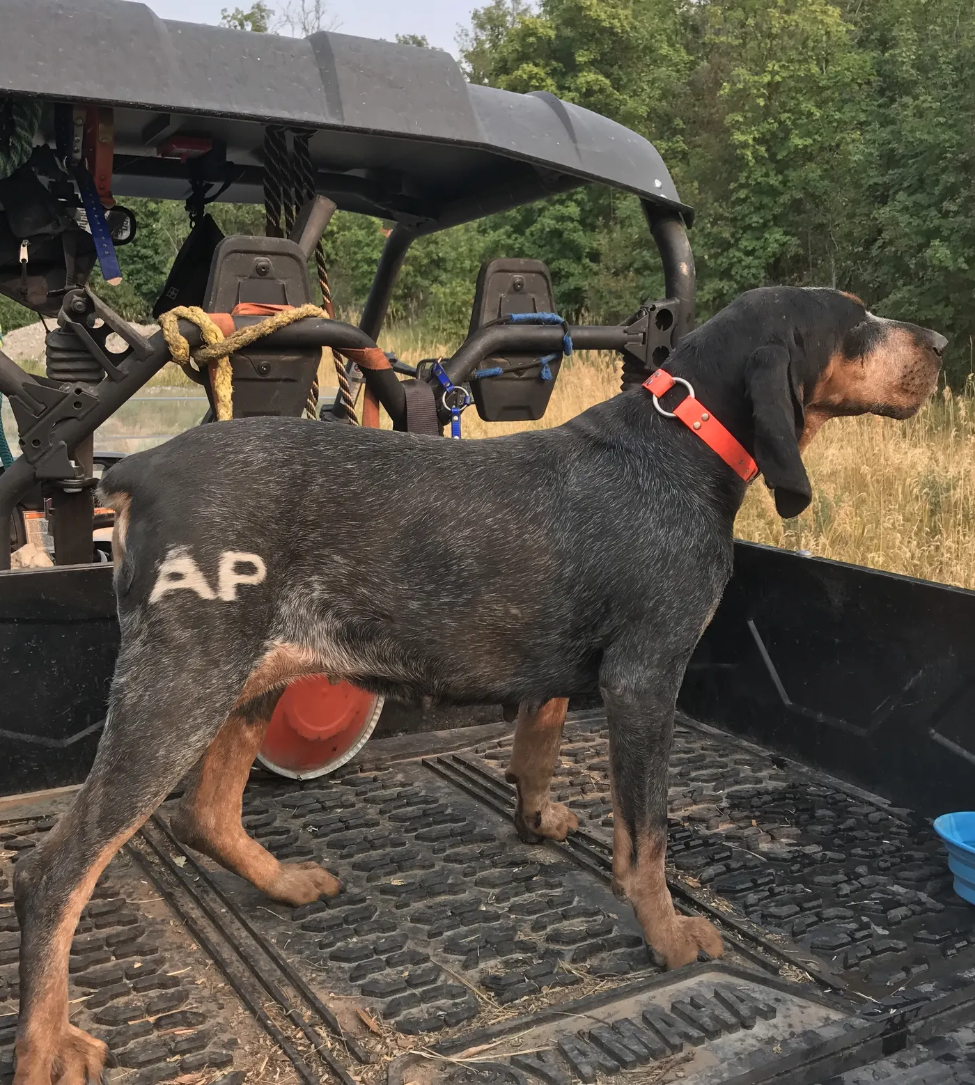 Phipps Bluetick photo 25