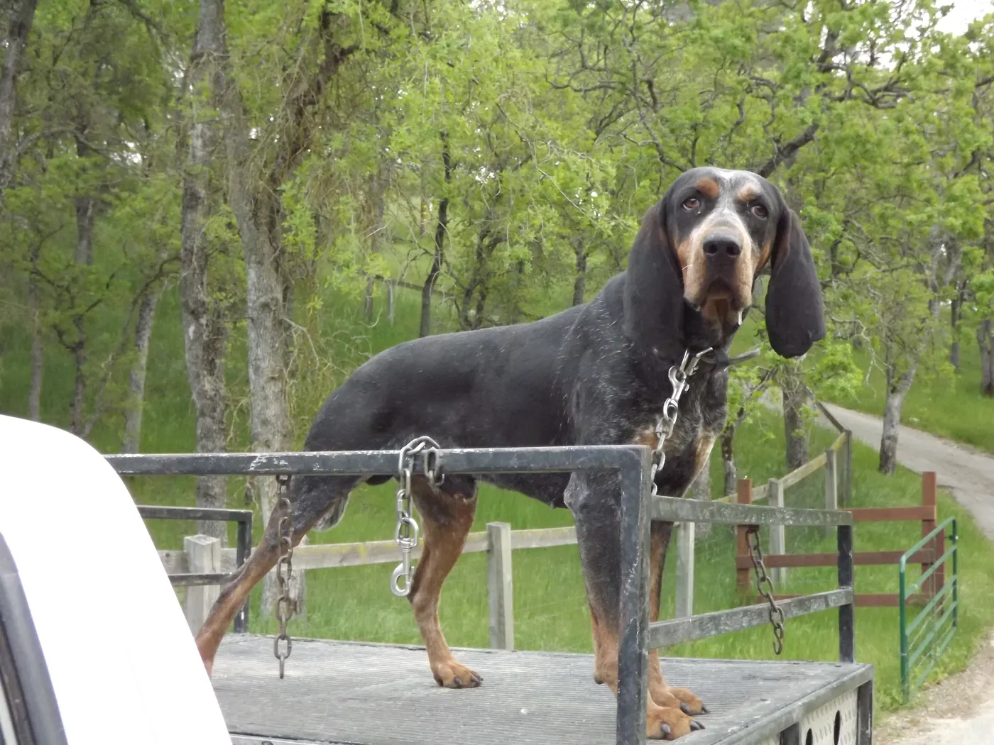 Adult Bluetick hound